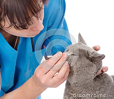 checking eyes of cat in veterinary clinic. isolated on white Stock Photo