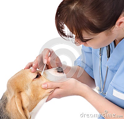 Checking eyes of dog in veterinary clinic. isolated Stock Photo