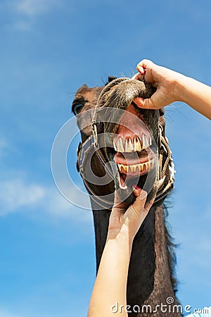 Checking horse teeth. Multicolored outdoors image. Stock Photo