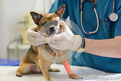 checking lymph nodes. Professional veterinarian palpates some lymph nodes in a canine patient. Animal clinic. Pet check Stock Photo