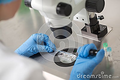 Checking result of in vitro fertilization Stock Photo