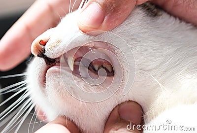 Checking Teeth Of Cat Stock Photo