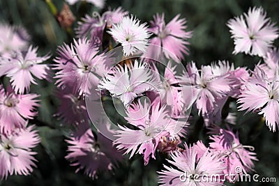 Cheddar pink (Dianthus gratianopolitanus) Stock Photo