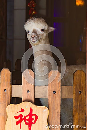 Cheecky beige alpaca Stock Photo