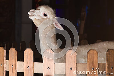 Cheecky beige alpaca Stock Photo