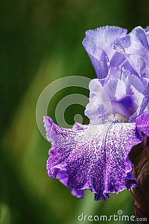 Cheeky Iris Stock Photo