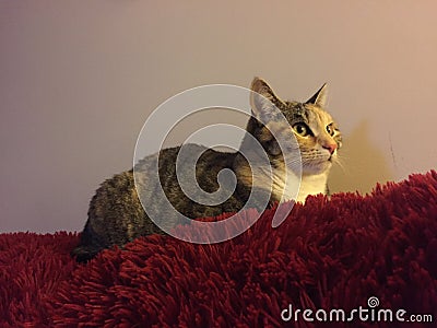 Cheeky Junior Tabby Cat Girl Stock Photo