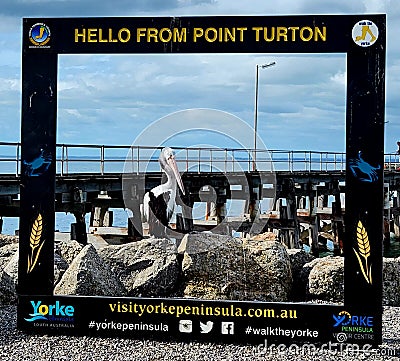 Visit Yorke Peninsula selfie frame with posing pelican Editorial Stock Photo