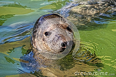 Cheeky Seal At Gweek Stock Photo