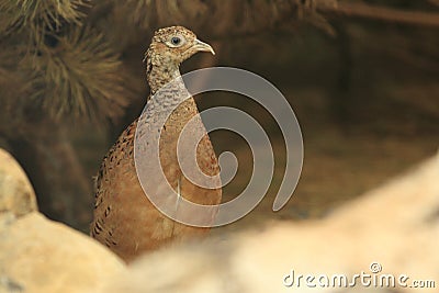 Cheer pheasant Stock Photo