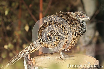 Cheer pheasant Stock Photo