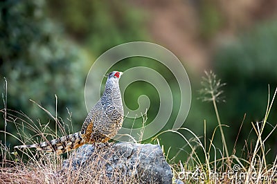 Cheer pheasant or Catreus wallichii or Wallich`s pheasant bird calling closeup in winter migration perched on rock in natural Stock Photo