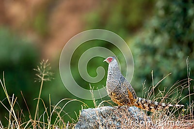 Cheer pheasant or Catreus wallichii or Wallich`s pheasant bird portrait during winter migration perched on big rock in natural Stock Photo