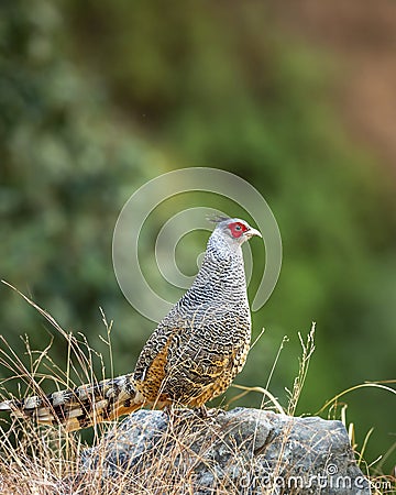 cheer pheasant or Catreus wallichii or Wallichs pheasant bird portrait during winter migration perched on big rock in natural Stock Photo
