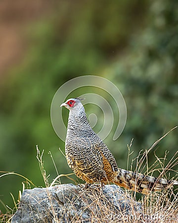 cheer pheasant or Catreus wallichii or Wallich's pheasant bird portrait during winter migration perched on rock Stock Photo