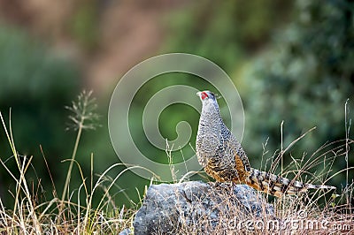 Cheer pheasant or Catreus wallichii or Wallich`s pheasant bird calling closeup in winter migration perched on rock in natural Stock Photo