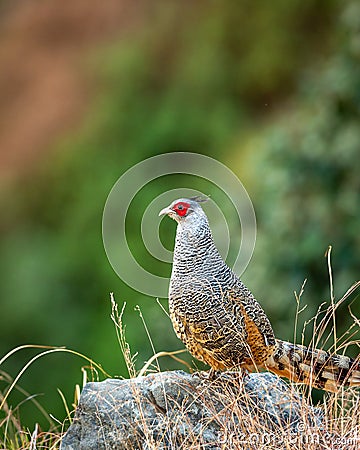 Cheer pheasant or Catreus wallichii or Wallich`s pheasant bird portrait during winter migration perched on big rock in natural Stock Photo