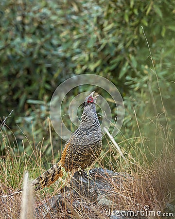 Cheer pheasant or Catreus wallichii or Wallich`s pheasant portrait during winter migration perched on big rock in natural green Stock Photo
