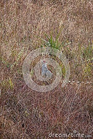 cheer pheasant or Catreus wallichii or Wallichs pheasant bird in winter migration camouflage in grassy steep natural habitat at Stock Photo