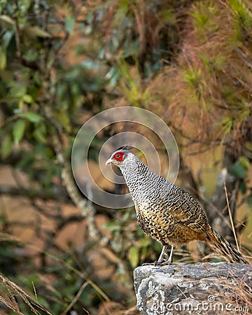 cheer pheasant or Catreus wallichii or Wallichs pheasant portrait during winter migration perched on big rock in natural colorful Stock Photo