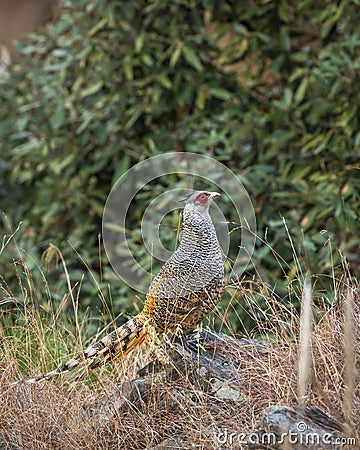 cheer pheasant or Catreus wallichii or Wallichs pheasant portrait during winter migration perched on big rock in natural scenic Stock Photo