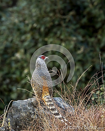 cheer pheasant or Catreus wallichii or Wallichs pheasant portrait during winter migration perched on big rock in natural scenic Stock Photo