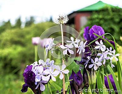 Cheerful company of flowers Stock Photo
