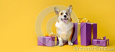 Cheerful corgi dog with gifts on a yellow background. Banner. Copyspace Stock Photo