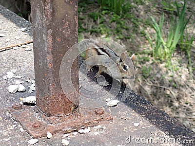 Cheerful gray-collared chipmunk (Neotamias cinereicollis) peering up from behind a sturdy pole Stock Photo