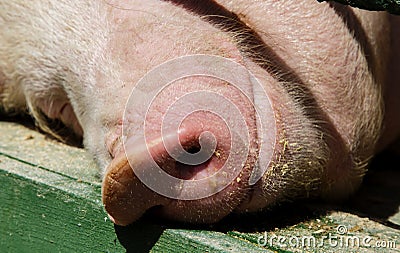 Cheerful muzzle of a lying pig close-up Stock Photo
