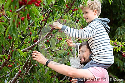 Family picking berries Stock Photo
