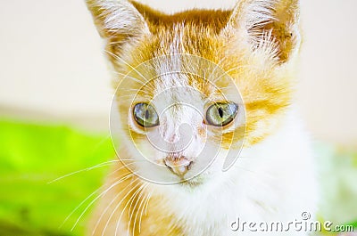 Cheerful red & white cat Stock Photo