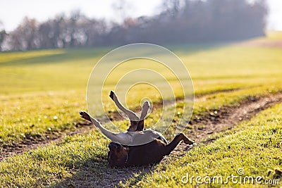 Cheerful Rottweiler somersaults in the meadow under the morning sun Stock Photo