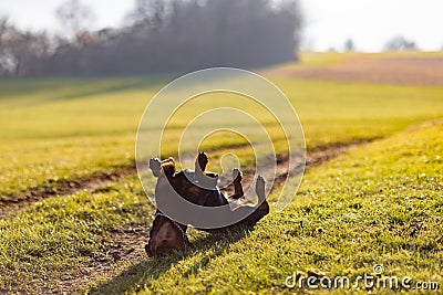 Cheerful Rottweiler somersaults in the meadow under the morning sun Stock Photo