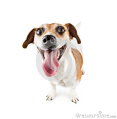 Cheerful Smiling Dog Stock Photo