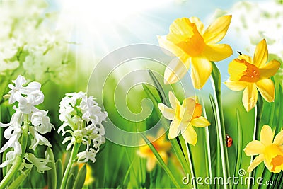 Cheerful Spring Bulbs Stock Photo