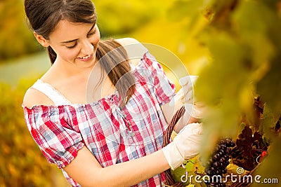 Cheerful woman harvesting grapes Stock Photo