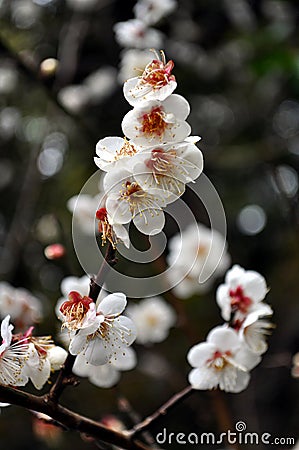 Cheery Blossoms Stock Photo