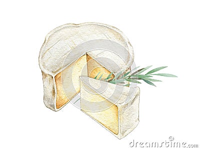 Cheese with cutted piece watercolor eimage. Creamy cutted brie or camembert cheese with herb illustration. Delicious Cartoon Illustration