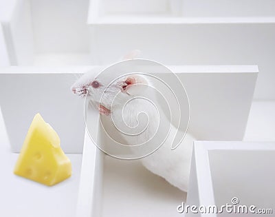 Cheese finding Stock Photo