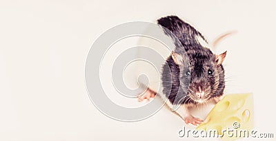Cheese and mouse. Little mouse trying to move a piece of cheese. Mouse with a slice of swiss cheese on white Stock Photo