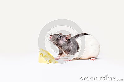 Cheese and mouse. Mouse with a slice of swiss cheese isolated on white. Little mouse trying to move a piece of cheese Stock Photo