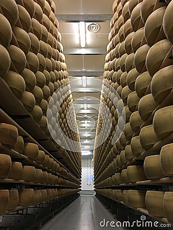 Cheese wheels maturing in cheese cellar Stock Photo