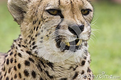 Cheeta Stock Photo