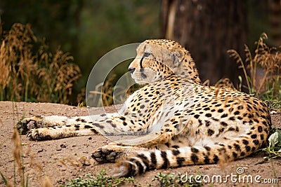 Cheeta resting in a shade Stock Photo