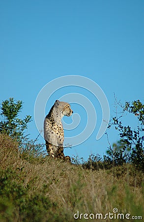 Cheetah Stock Photo