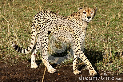 Cheetah Stock Photo