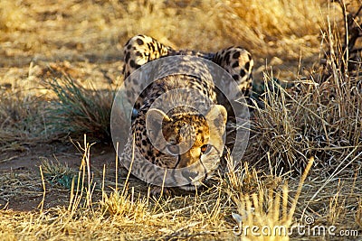 Cheetah Stock Photo