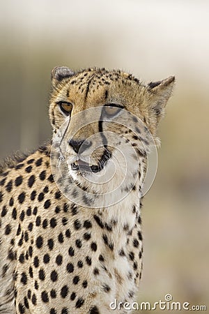 Cheetah Stock Photo