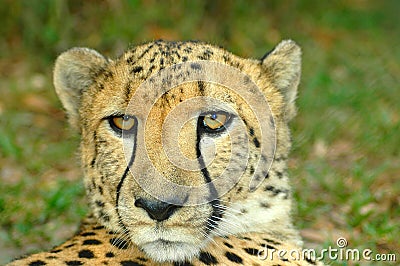 Cheetah Stock Photo